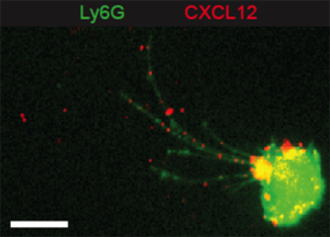 A migrating neutrophil (green) contains vesicles full of the CXCL12 chemokine (red).
