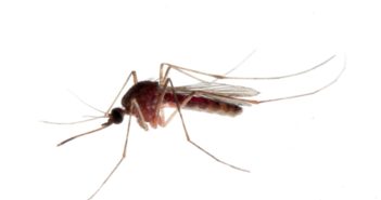 Collaboration Will Investigate Genetics of Dengue Virus mosquito