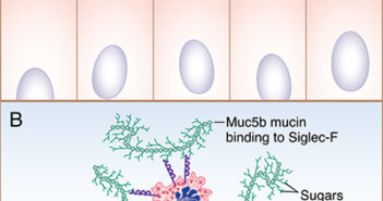 Mucus Proteins May Control Asthma