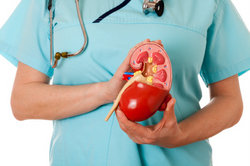 New Transplant Method May Allow Kidney Recipients to Live Free of Anti-Rejection Medication kidney250l.jpg