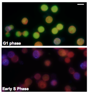 Both Cdt1 (green) and p21 (red) are present in the nuclei of cells in the G1 phase. While Cdt1 already underwent degradation in the early S phase, p21 was still detectable in the nuclei at this stage. Cells undergoing active DNA replication in the S phase were identified by BrdU (blue) staining.