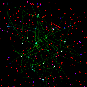 Networks of neurons are labeled three ways in a region of the mouse retina. These kinds of images help Schwartz and his lab members identify the cell types that make up the retina and their patterns of connectivity. Green cells that form a special electrically-coupled network were filled with a marker during an electrophysiological recording. Red cells express a fluorescent marker under specific genetic control. Blues cells are marked with an antibody against a specific enzyme.
