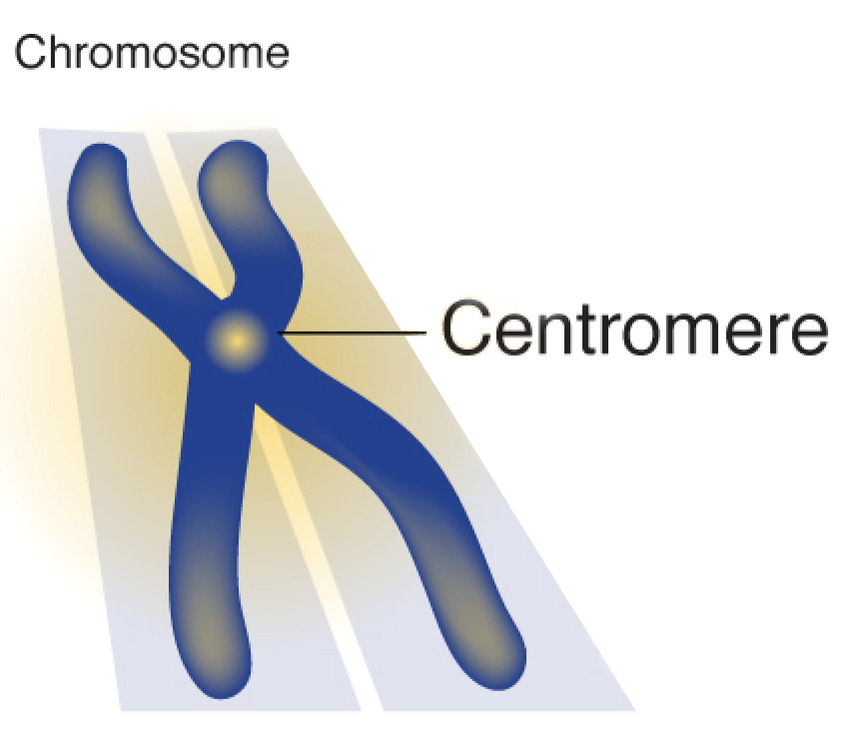 important-action-behind-cell-division-uncovered-news-center