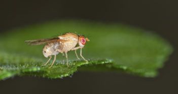 Fruit Flies Inform Understanding of Human Gene Expression Drosophila melanogaster