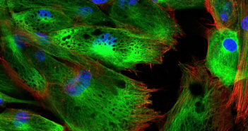 Cardiac Stem Cells Predict Drug Safety and Efficacy