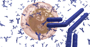 Defining a Key Protein’s Role in Autoimmune Diseases White blood cell B lymphocyte plasma cell producing antibodies isolated on white background