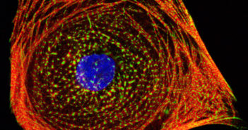 Using Stem Cells to Predict Toxicity of Chemotherapy Drugs healthyhipsc-cm-feature
