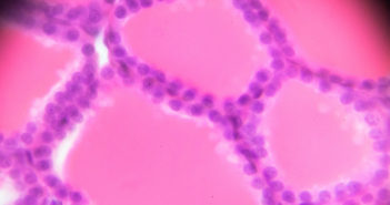 Understanding Structures That Hold Cells Together Cuboidal epithelium cross section in microscopy