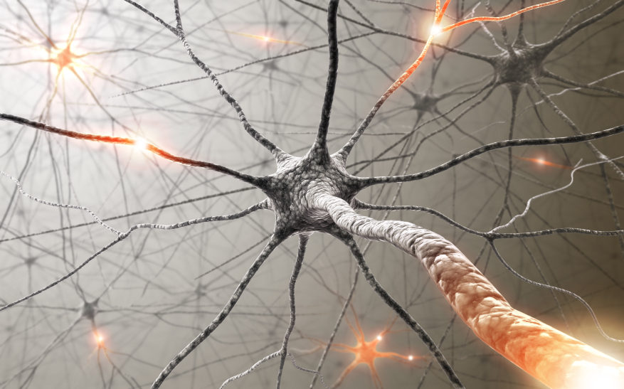 New Group of Neurons Implicated in Parkinson’s Disease