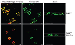 Protein Pak2 May be an Essential Regulator in T-cell Development