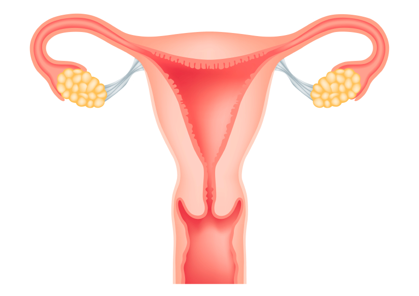 Investigating Follicle Development