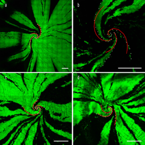 Confocal images of rat cornea
