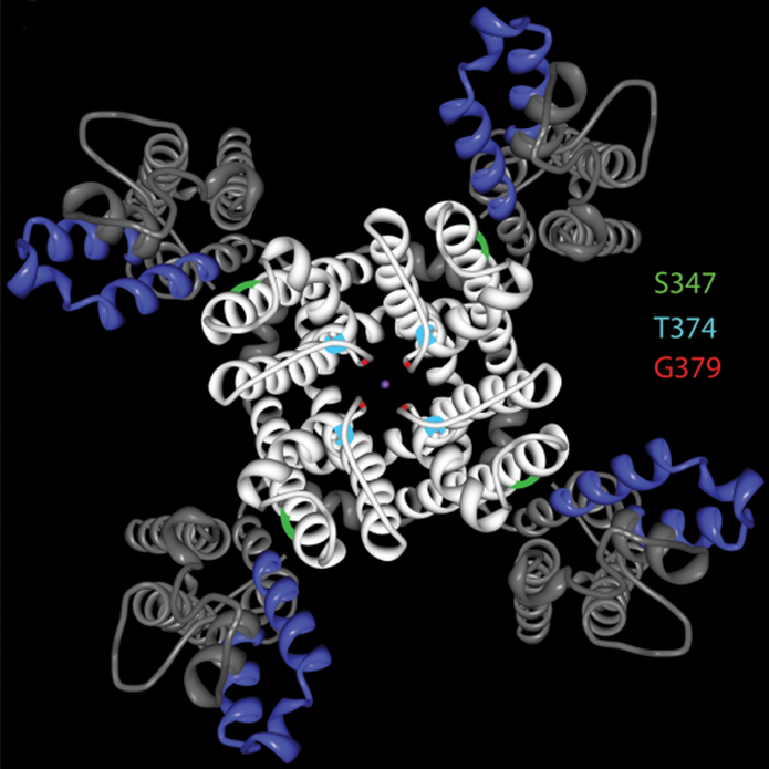 Genetic Mutations Linked to Severe Epilepsy