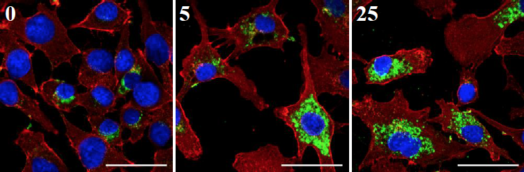 Targeting Growth Factor Improves Skin Cancer Therapies