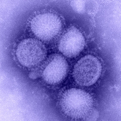 Developing a Response to the Next Flu Pandemic