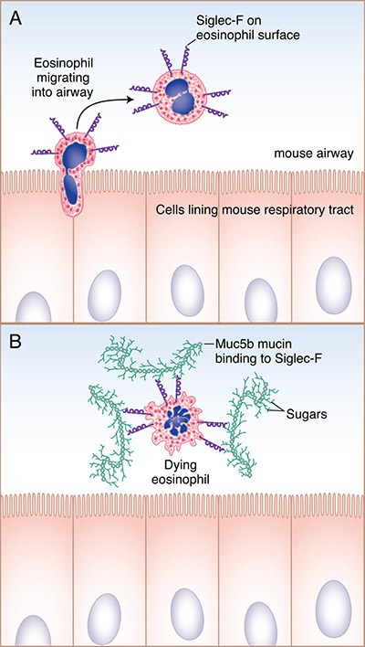 Mucus Proteins May Control Asthma