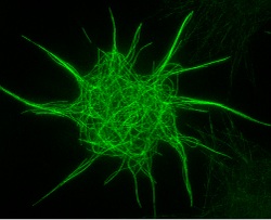 Microtubule-Binding Protein Found Essential for Cell Function and Survival