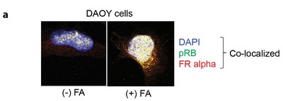 Protein Critical for Embryonic Development Gets New Role