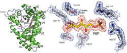 Studying the Properties, Mechanisms of Proteins