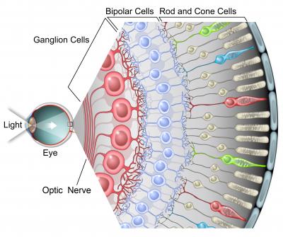 Lab Using Rabies to Map the Retina