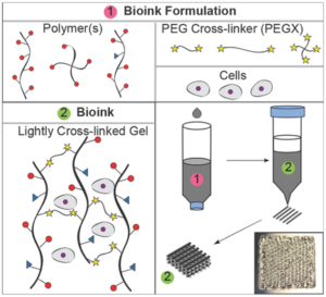 PEGX bioink method