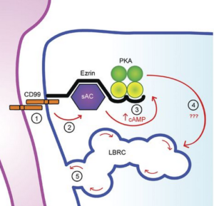 CD99-signaling-diagram