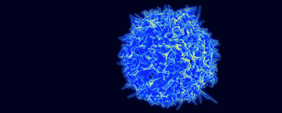 Mechanisms Behind Mutations in Calcium Ion Channels and Immunodeficiency