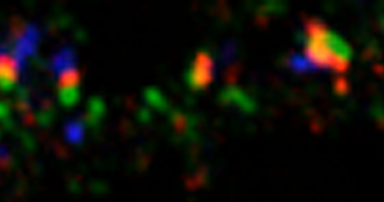 Sorting Proteins for Cell Communication