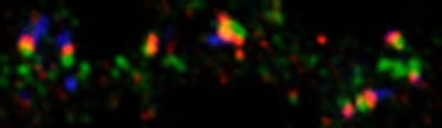 A receptor called SorCS1 is responsible for sorting key proteins in synapses. Seen here in green, SorCS1 localizes to a post-synaptic compartment adjacent to excitatory synapses.