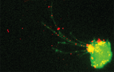 Tracking the Immune Response to Flu Virus