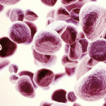 Potential Therapeutic Target for Blood Cancers Discovered