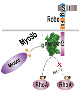 The study identified a previously unknown gene pathway that suppresses lung cancer. The diagram shows the research team’s working model of a protein signaling pathway involving SLIT genes and Myo9b.