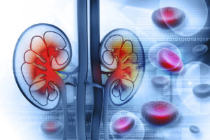 kidney_cross-section