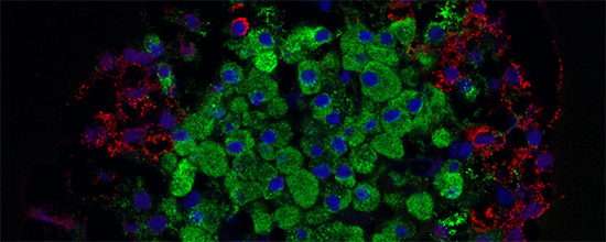 How the Circadian Clock Controls Insulin and Blood Sugar Regulation in the Pancreas