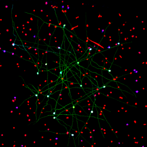 Networks of neurons are labeled three ways in a region of the mouse retina. These kinds of images help Schwartz and his lab members identify the cell types that make up the retina and their patterns of connectivity. Green cells that form a special electrically-coupled network were filled with a marker during an electrophysiological recording. Red cells express a fluorescent marker under specific genetic control. Blues cells are marked with an antibody against a specific enzyme. 