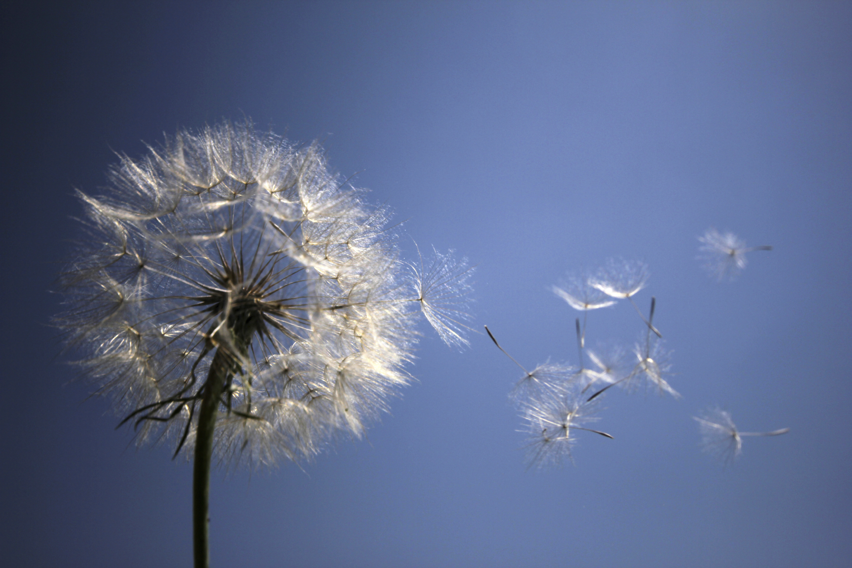 Children With Common Allergies Have Twice the Heart Disease Risk