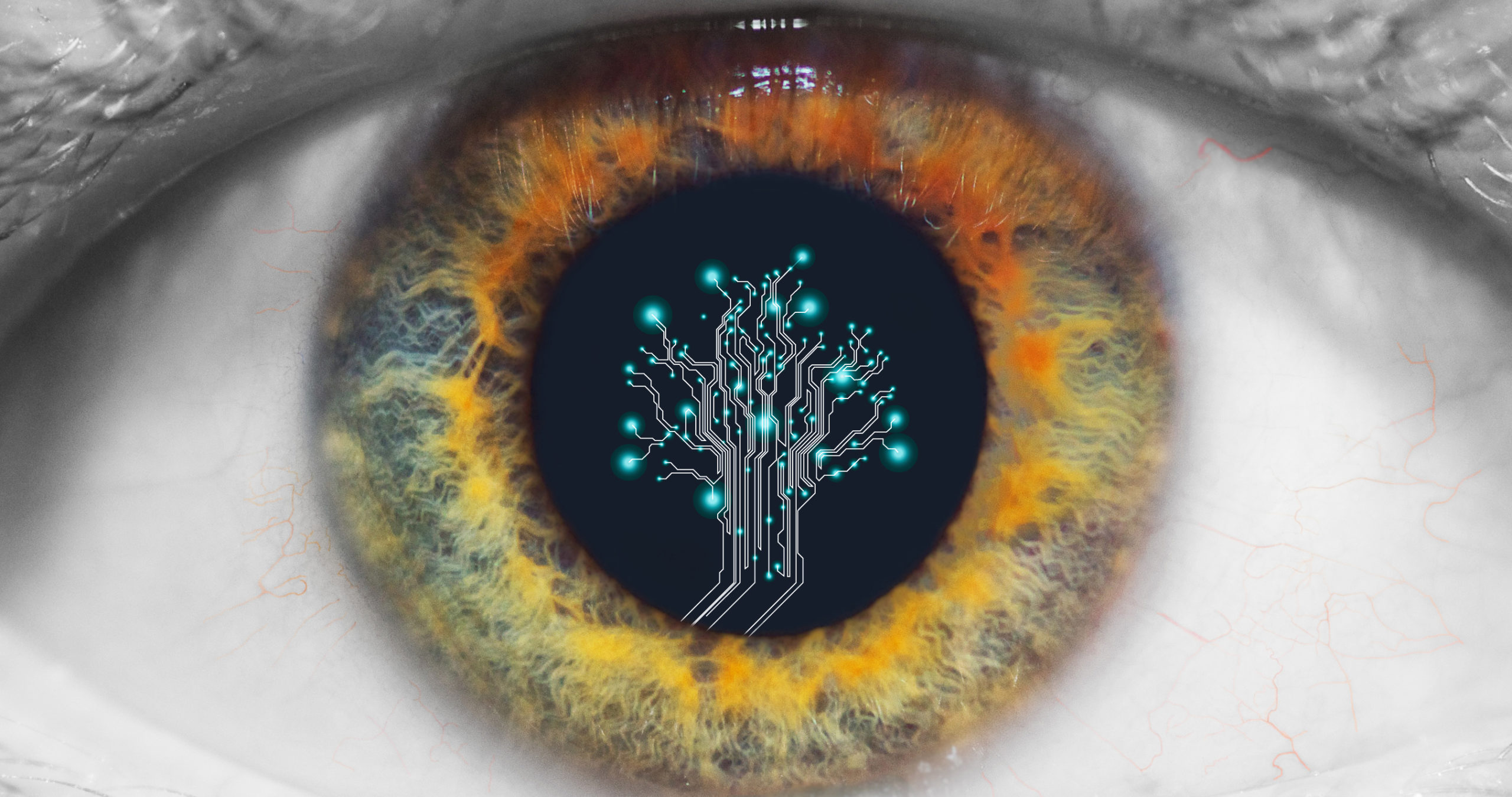 Reverse Engineering the Eye’s Retina