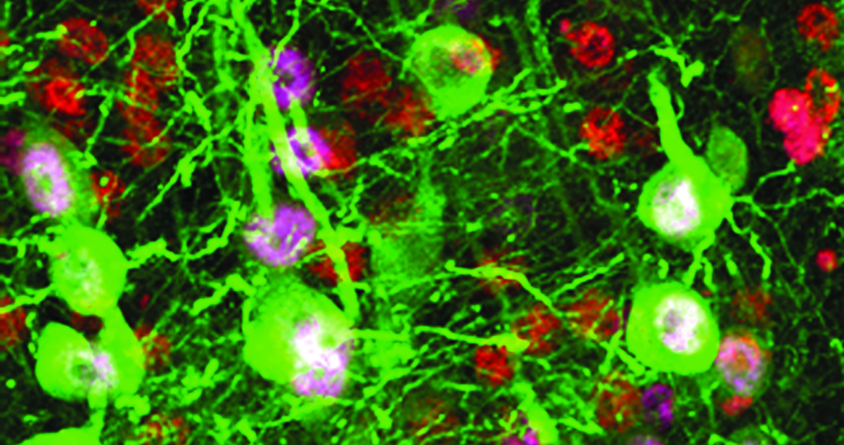 Targeting Upper Motor Neurons to Treat ALS