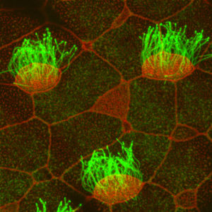 Cilia, in green, project outward from the cell and produce a wave-like motion to move fluids. 