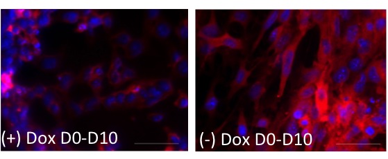 PhD Student Explores Molecular Processes Behind Heart Cell Growth and Regeneration