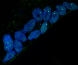 Nuclei contained within a single cell syncytium, known as a myotube, have their DNA stained blue with the marker DAPI. The location of the homologous alleles of a single LE-TAD are stained as green through the use of fluorescence in situ hybridization.