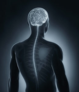 In the study, brain imaging revealed that patients with chronic pain following a back injury had a smaller hippocampus and amygdala compared to those who recovered from their injury and to healthy patients. 