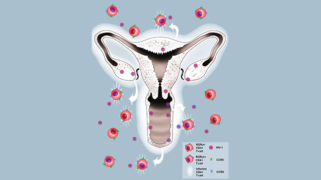 Glowing Map of Infection May Shine Light on Female HIV Transmission