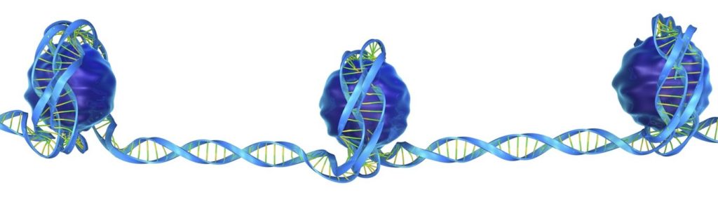 A nucleosome is a basic unit of DNA packaging in eukaryotes, consisting of a segment of DNA wound in sequence around eight histone protein cores. This structure is often compared to thread wrapped around a spool.