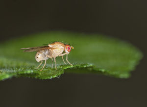 Drosophila melanogaster