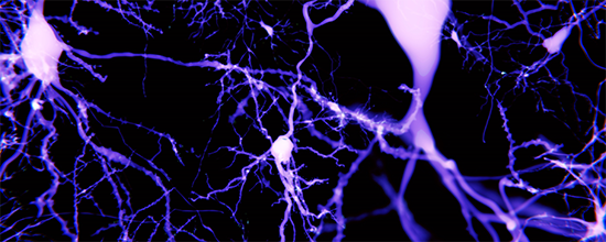 Calcium Channels Play Essential Role in Astrocyte Activity