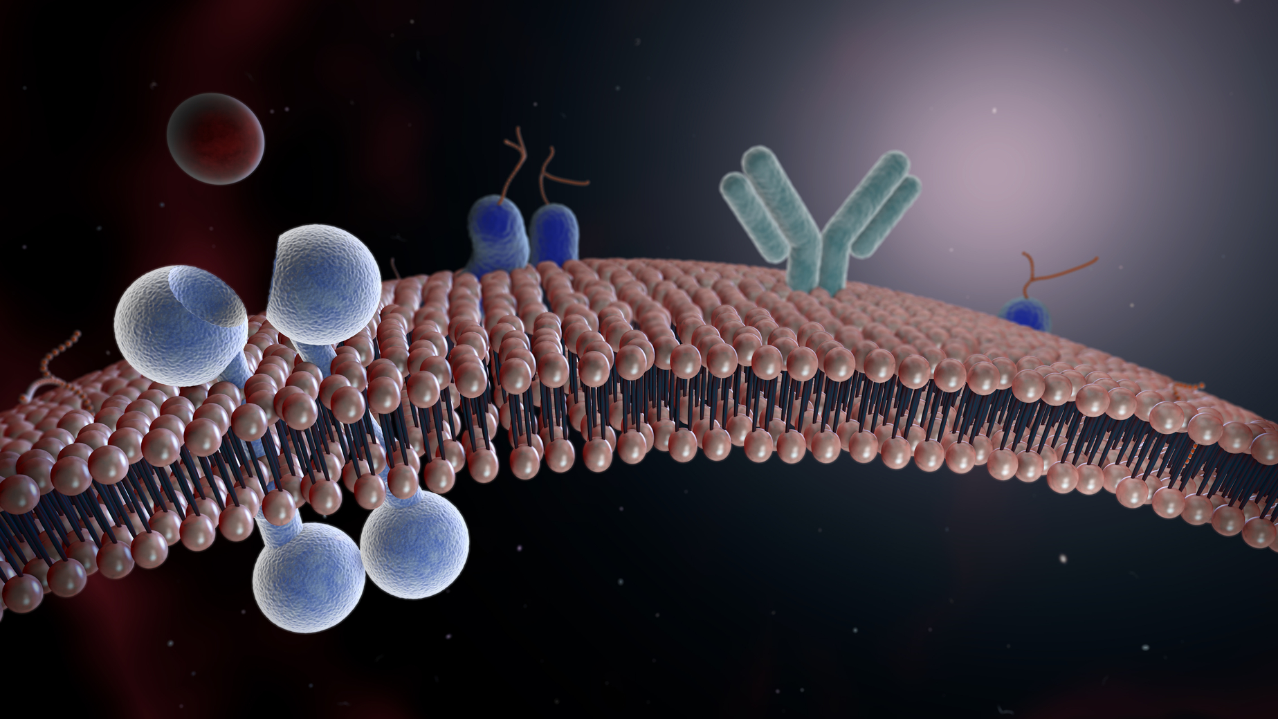 New Insights Into Mechanisms Behind Polycystic Kidney Disease