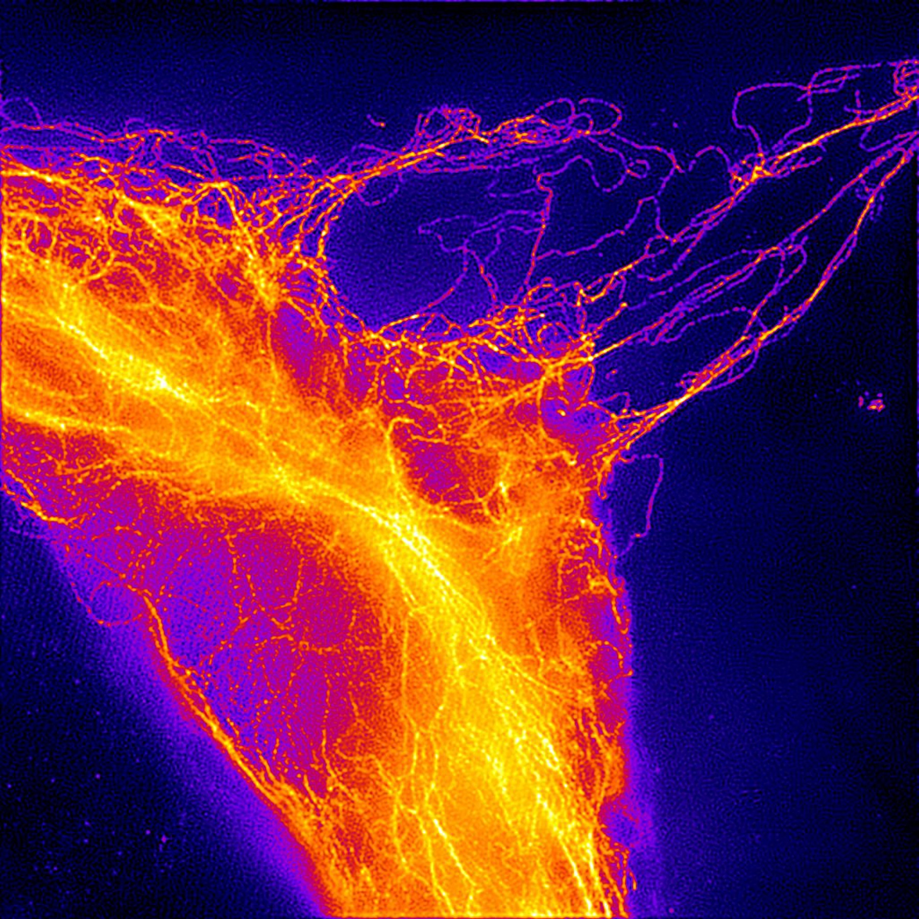 Investigating the Molecular Roots of Lung Disease