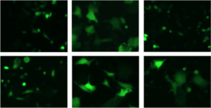 Scientists used green fluorescence to observe protein viral fusion activity, in a recently published paper in mBio.