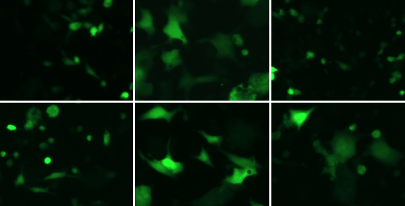 Scientists Identify Structural Changes in Herpesvirus Fusion